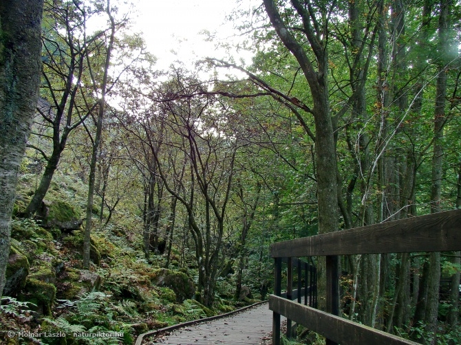 Lycopodium clavatum (kapcsos korpafű) 2. élőhelye, Söderåsen NP, SWE Lycopodium clavatum (kapcsos korpafű) 2. élőhelye, Söderåsen NP, SWE