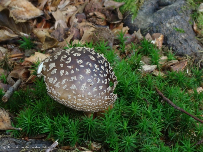 Amanita spissa (szürke galóca) 1., Söderåsen NP, SWE Amanita spissa (szürke galóca) 1., Söderåsen NP, SWE
