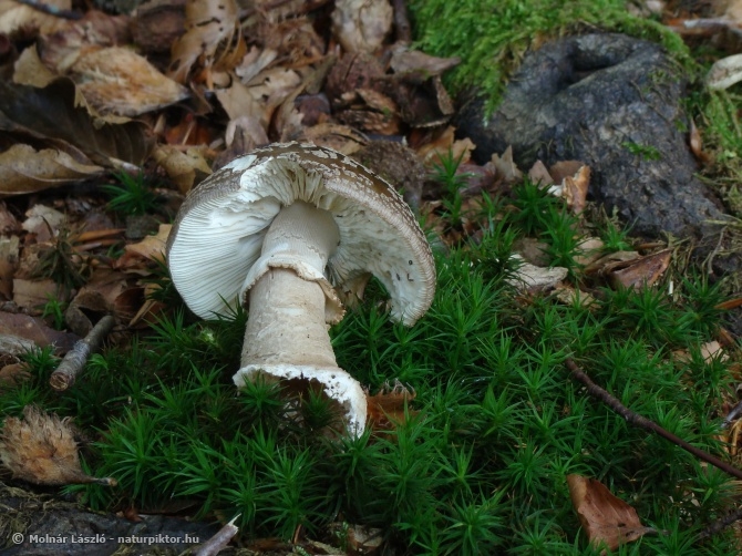 Amanita spissa (szürke galóca) 2., Söderåsen NP, SWE Amanita spissa (szürke galóca) 2., Söderåsen NP, SWE
