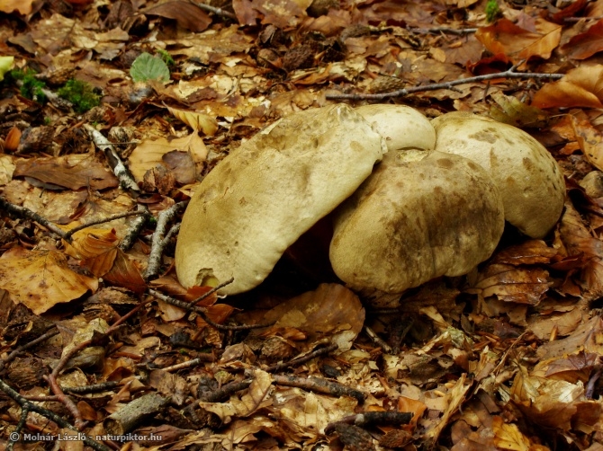 Boletus calopus (farkastinóru) 1., Söderåsen NP, SWE Boletus calopus (farkastinóru) 1., Söderåsen NP, SWE