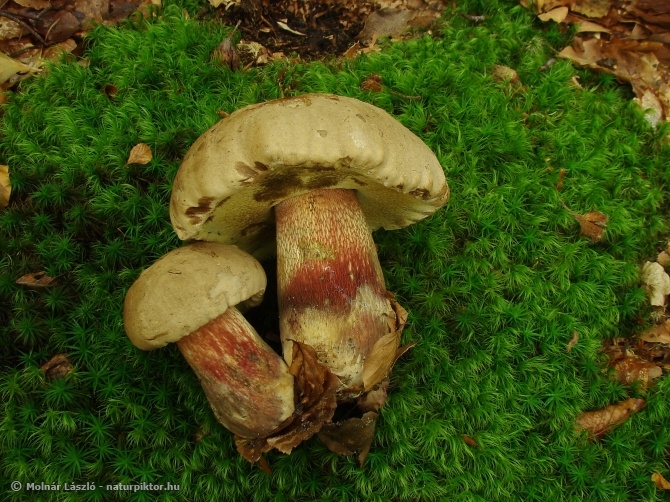 Boletus calopus (farkastinóru) 2., Söderåsen NP, SWE Boletus calopus (farkastinóru) 2., Söderåsen NP, SWE