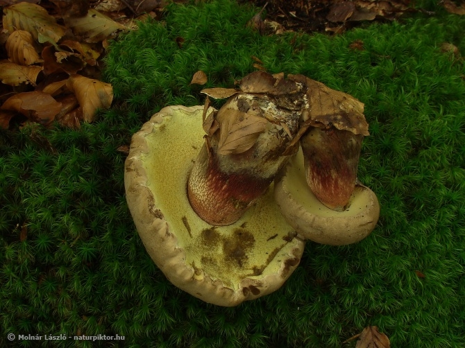 Boletus calopus (farkastinóru) 3., Söderåsen NP, SWE Boletus calopus (farkastinóru) 3., Söderåsen NP, SWE