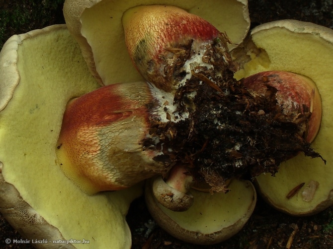 Boletus calopus (farkastinóru) 4. Söderåsen NP, SWE Boletus calopus (farkastinóru) 4. Söderåsen NP, SWE