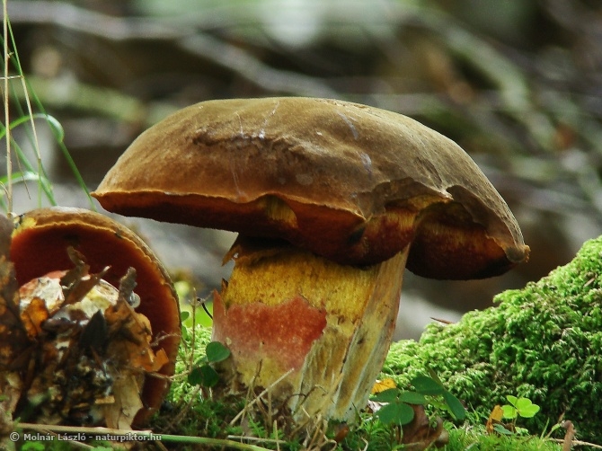 Boletus erythropus (cékla tinóru) 1., n NP, SWE Boletus erythropus (cékla tinóru) 1., n NP, SWE