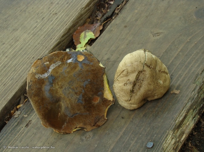Boletus erythropus et calopus (cékla -, és farkastinóru) 1., Söderåsen NP, SWE Boletus erythropus et calopus (cékla -, és farkastinóru) 1., Söderåsen NP, SWE