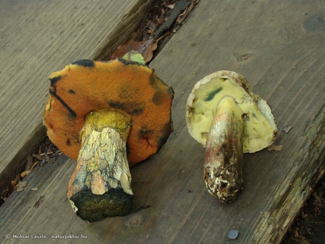 Boletus erythropus et calopus (cékla-, és farkastinóru) 2. Söderåsen NP, SWE Boletus erythropus et calopus (cékla-, és farkastinóru) 2. Söderåsen NP, SWE