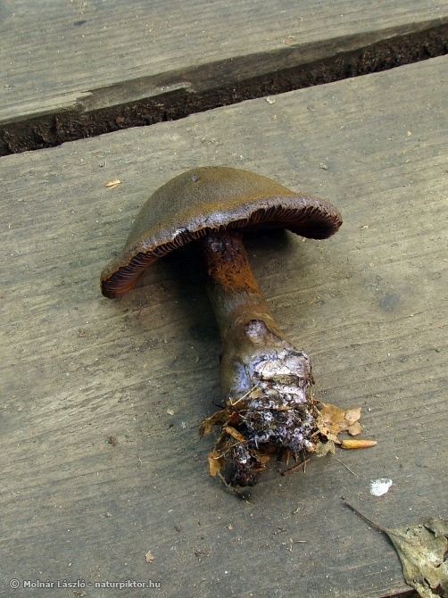 Cortinarius sp. (pókhálósgomba faj) 1.Söderåsen NP, SWE Cortinarius sp. (pókhálósgomba faj) 1.Söderåsen NP, SWE