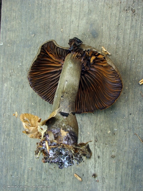 Cortinarius sp. (pókhálósgomba faj) 2., Söderåsens NP, SWE Cortinarius sp. (pókhálósgomba faj) 2., Söderåsens NP, SWE