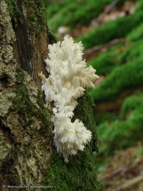 Hericium coralloides (petrezselyemgomba) Söderåsen NP, SWE Hericium coralloides (petrezselyemgomba) Söderåsen NP, SWE