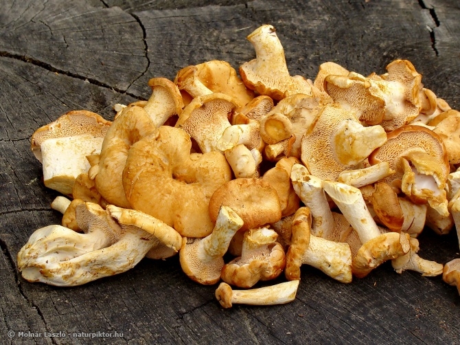 Hydnum repandum (sárga gerebengomba) Söderåsen NP, SWE Hydnum repandum (sárga gerebengomba) Söderåsen NP, SWE