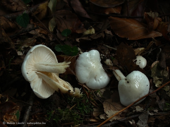 Hygrophorus eburneus (elefántcsont csigagomba) 1., Söderåsen NP, SWE Hygrophorus eburneus (elefántcsont csigagomba) 1., Söderåsen NP, SWE