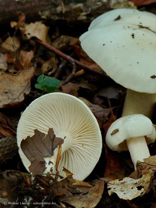 Hygrophorus eburneus (elefántcsont csigagomba) 2., Söderåsen NP, SWE, Hygrophorus eburneus (elefántcsont csigagomba) 2., Söderåsen NP, SWE,