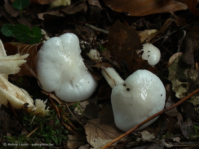 Hygrophorus eburneus (elefántcsont csigagomba) 3., Söderåsen NP, SWE Hygrophorus eburneus (elefántcsont csigagomba) 3., Söderåsen NP, SWE