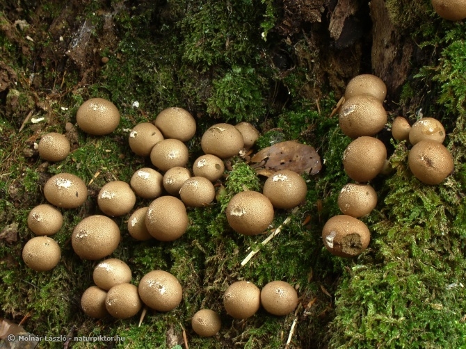086. Lycoperdon pyriformis (körtealakú pöfeteg),  Söderåsen NP, SWE 086. Lycoperdon pyriformis (körtealakú pöfeteg),  Söderåsen NP, SWE