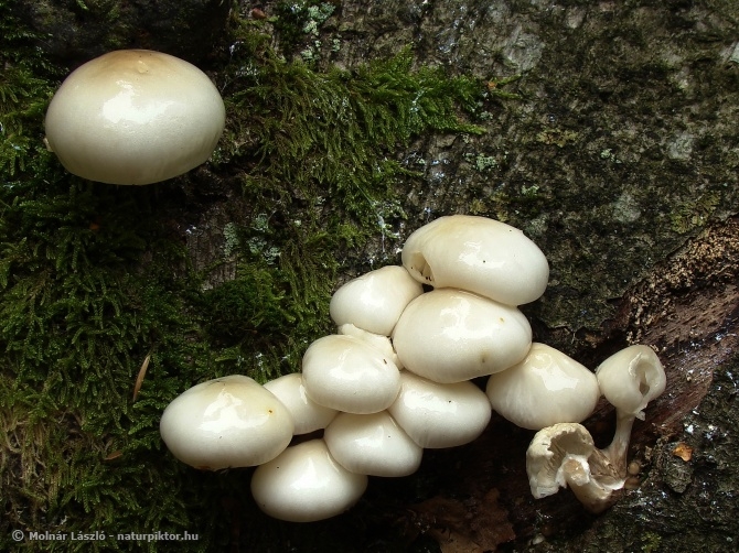 Oudemansiella mucida (gyűrűs fülőke) 1., Söderåsen NP, SWE Oudemansiella mucida (gyűrűs fülőke) 1., Söderåsen NP, SWE