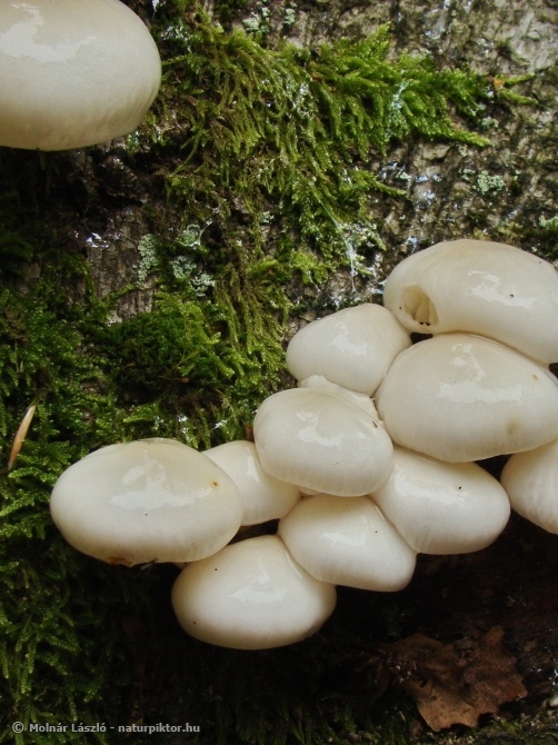 Oudemansiella mucida (gyűrűs fülőke) 2., Söderåsen NP, SWE Oudemansiella mucida (gyűrűs fülőke) 2., Söderåsen NP, SWE