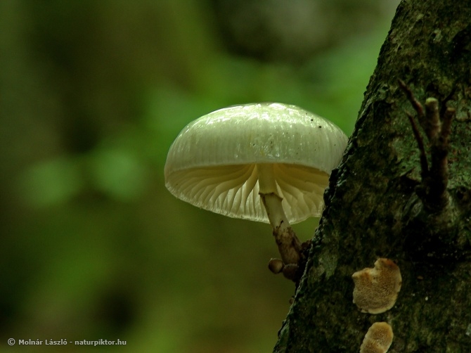 Oudemansiella mucida (gyűrűs fülőke) 3., Söderåsen NP, SWE Oudemansiella mucida (gyűrűs fülőke) 3., Söderåsen NP, SWE