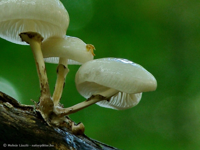 Oudmansiella mucida (gyűrűs fülőke) 4., Söderåsen NP, SWE Oudmansiella mucida (gyűrűs fülőke) 4., Söderåsen NP, SWE