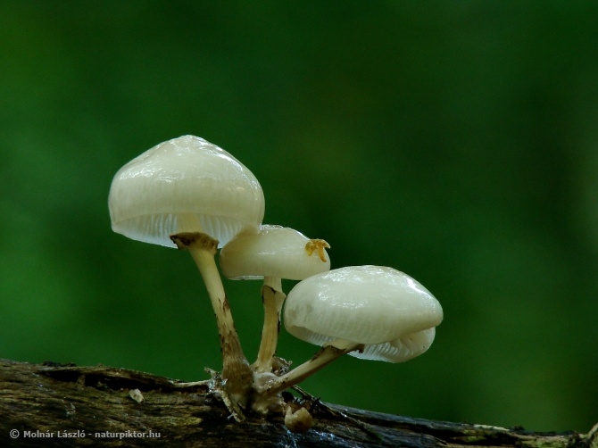 Oudemansiella mucida (gyűrűs fülőke) 5., Söderåsen NP, SWE Oudemansiella mucida (gyűrűs fülőke) 5., Söderåsen NP, SWE