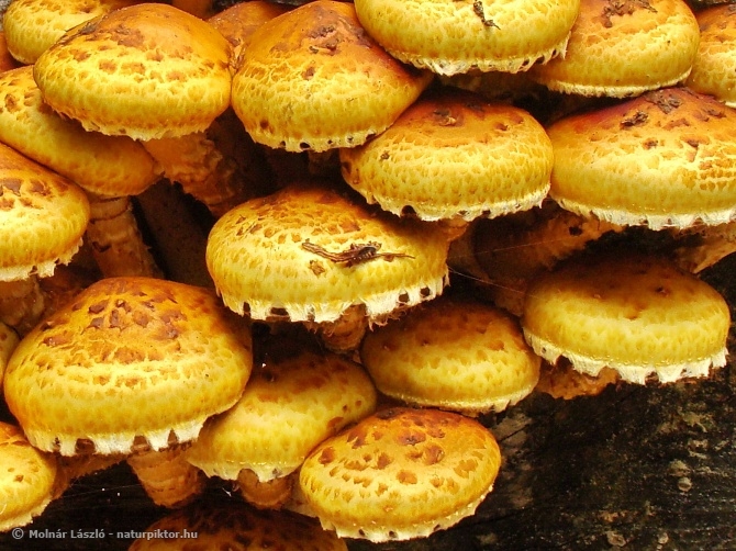 Pholiota aurivella (rozsdasárga tőkegomba) 2., Söderåsens NP, SWE Pholiota aurivella (rozsdasárga tőkegomba) 2., Söderåsens NP, SWE
