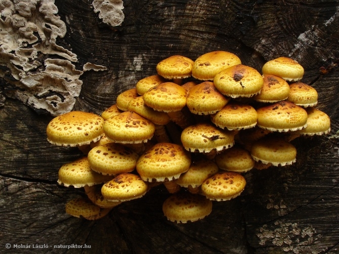 Pholiota aurivella (rozsdasárga tőkegomba) 1., Söderåsen NP, SWE Pholiota aurivella (rozsdasárga tőkegomba) 1., Söderåsen NP, SWE