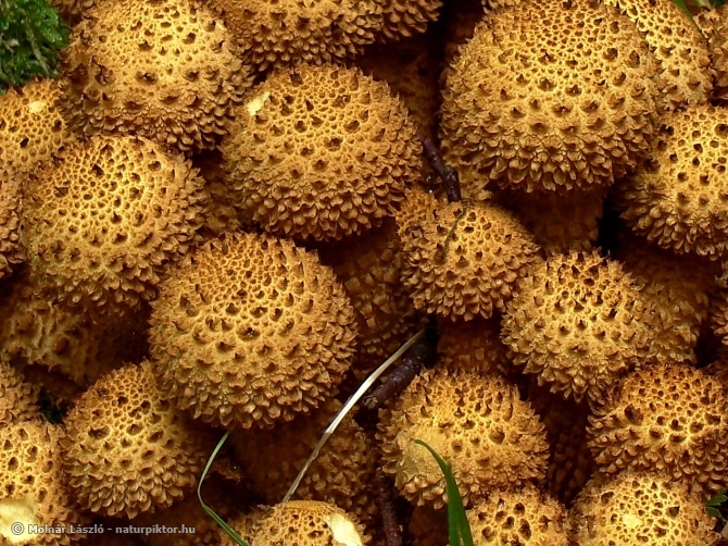 Pholiota squarrosa (tüskés tőkegomba) 2., Söderåsen NP, SWE Pholiota squarrosa (tüskés tőkegomba) 2., Söderåsen NP, SWE