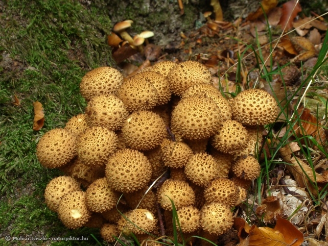 Pholiota squarrosa (tüskés tőkegomba) 1., Söderåsen NP, SWE Pholiota squarrosa (tüskés tőkegomba) 1., Söderåsen NP, SWE
