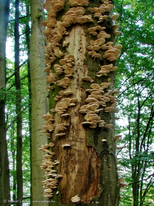Pleurotus pulmonarius (nyári laskagomba) 3., Söderåsen NP, SWE Pleurotus pulmonarius (nyári laskagomba) 3., Söderåsen NP, SWE