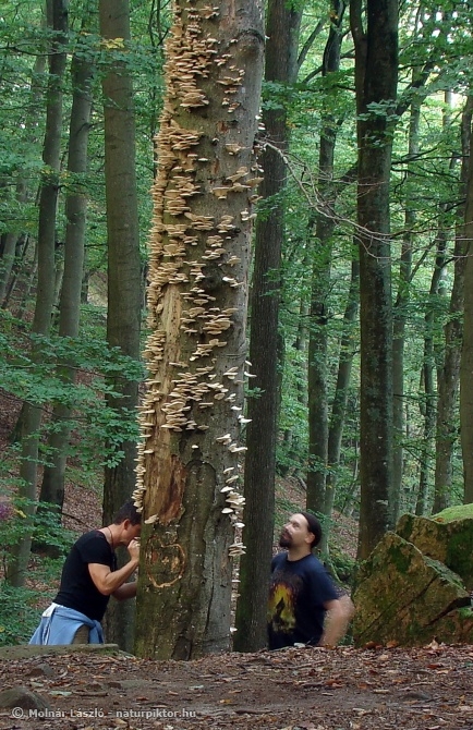 Pleurotus pulmonarius (nyári laskagomba) 2., Söderåsen NP, SWE Pleurotus pulmonarius (nyári laskagomba) 2., Söderåsen NP, SWE
