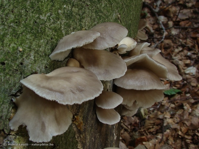 Pleurotus pulmonarius (nyári laskagomba) 4., Söderåsen NP, SWE Pleurotus pulmonarius (nyári laskagomba) 4., Söderåsen NP, SWE