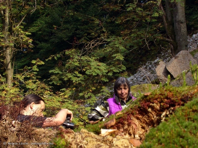 Lycopodium clavatum (kapcsos korpafű) 3. Söderåsen NP, SWE Lycopodium clavatum (kapcsos korpafű) 3. Söderåsen NP, SWE