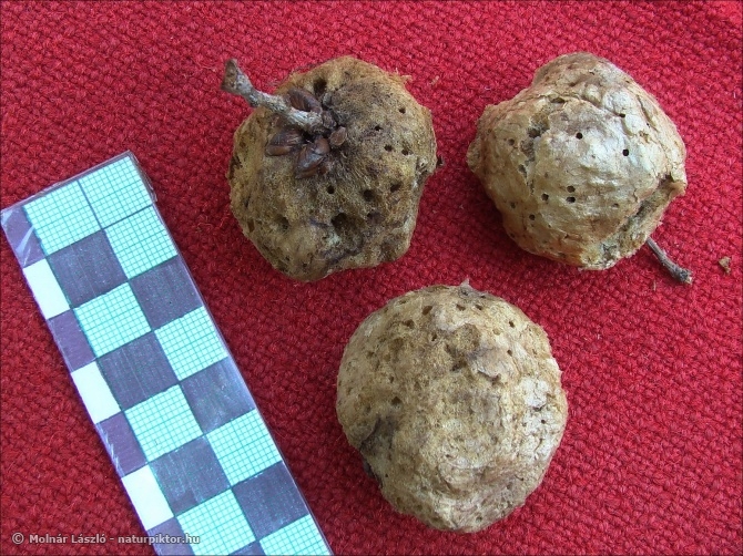 Biorhiza pallida (tölgy almagubacs) Biorhiza pallida (tölgy almagubacs)