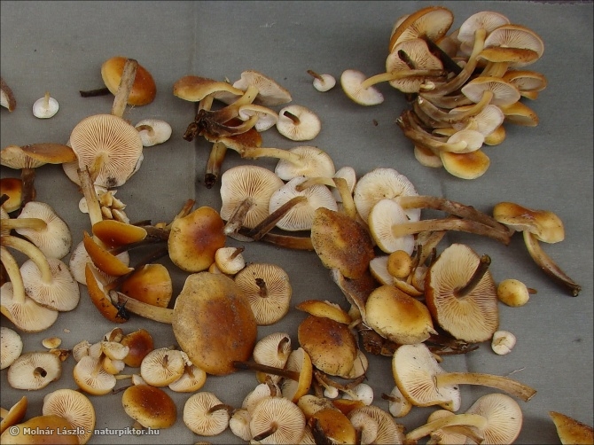 Flammulina velutipes (téli fülőke) Flammulina velutipes (téli fülőke)