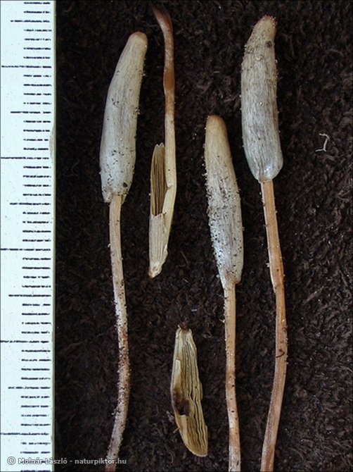 Galeropsis desertorum (pusztai hegyesgomba) Galeropsis desertorum (pusztai hegyesgomba)