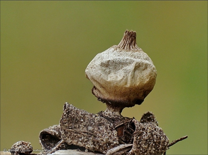 Geastrum scmidelii (kicsiny csillaggomba)