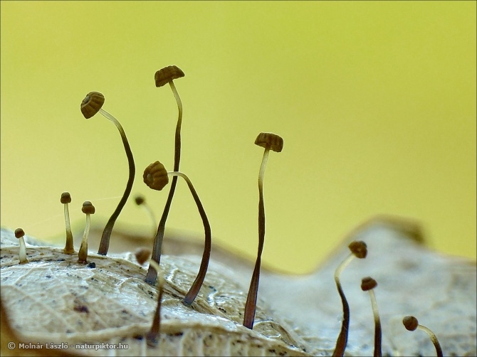 Marasmius bulliardi (feketeközepű szegfűgomba) Marasmius bulliardi (feketeközepű szegfűgomba)