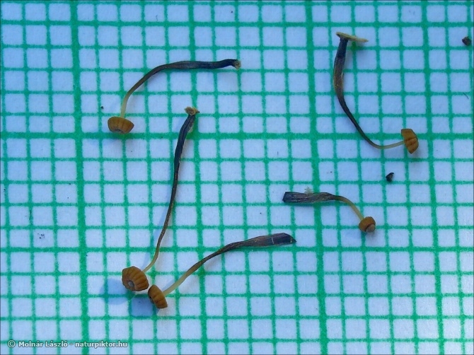 Marasmius bulliardi (feketeközepű szegfűgomba) Marasmius bulliardi (feketeközepű szegfűgomba)