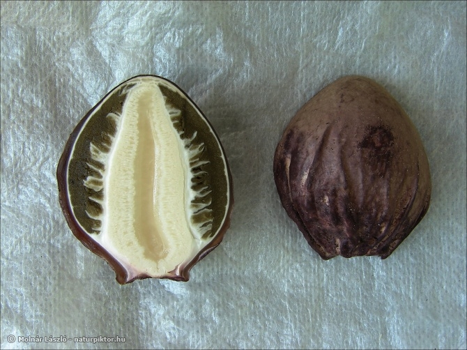 Phallus hadriani (homoki szömörcsög) Phallus hadriani (homoki szömörcsög)