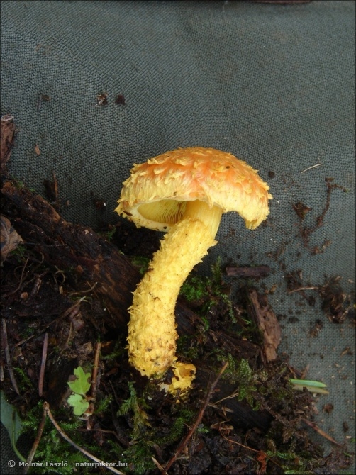 Pholiota flammans (lángszínű tőkegomba) Pholiota flammans (lángszínű tőkegomba)