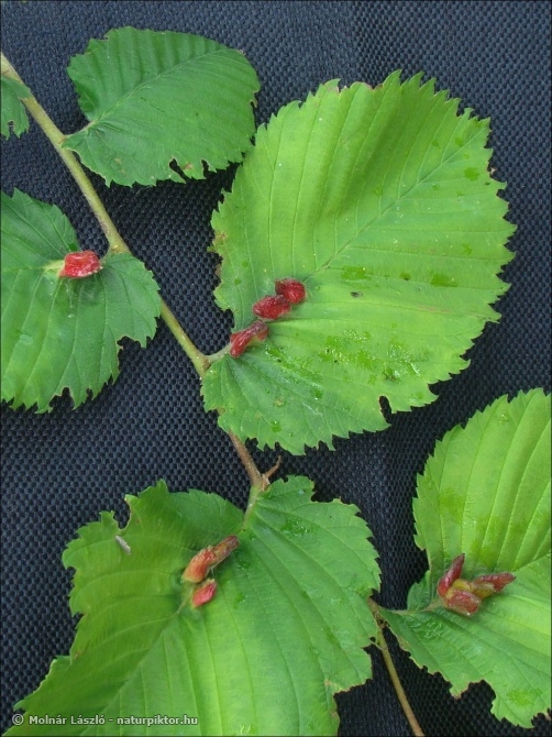 Ulmus laevis (vénic szil) Ulmus laevis (vénic szil)
