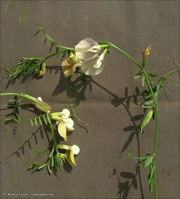 Vicia sordida (szennyes bükköny) Vicia sordida (szennyes bükköny)