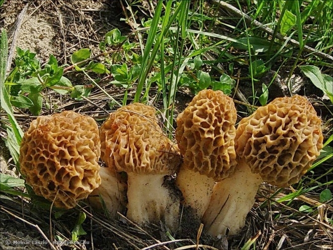 Morchella esculenta (ízletes kucsmagomba) Morchella esculenta (ízletes kucsmagomba)