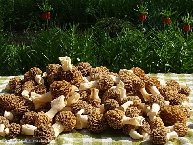 Morchella esculenta (ízletes kucsmagomba) Morchella esculenta (ízletes kucsmagomba)
