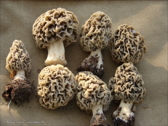 Morchella esculenta (ízletes kucsmagomba) Morchella esculenta (ízletes kucsmagomba)