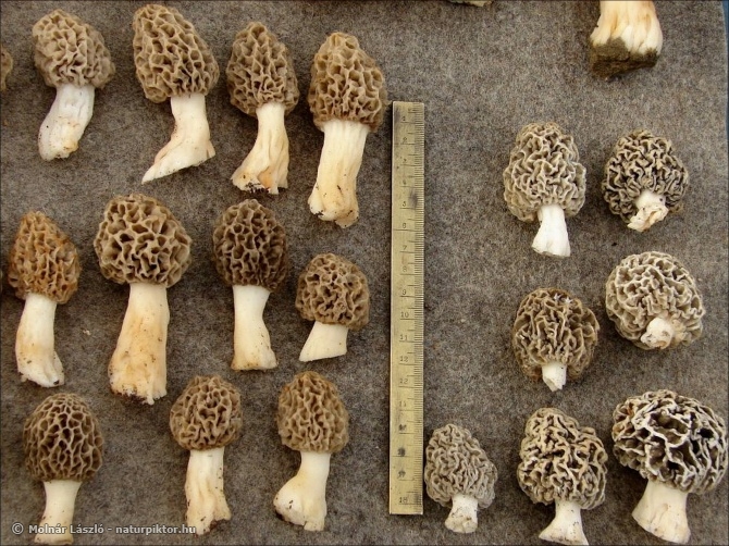 Morchella esculenta (ízletes kucsmagomba) Morchella esculenta (ízletes kucsmagomba)