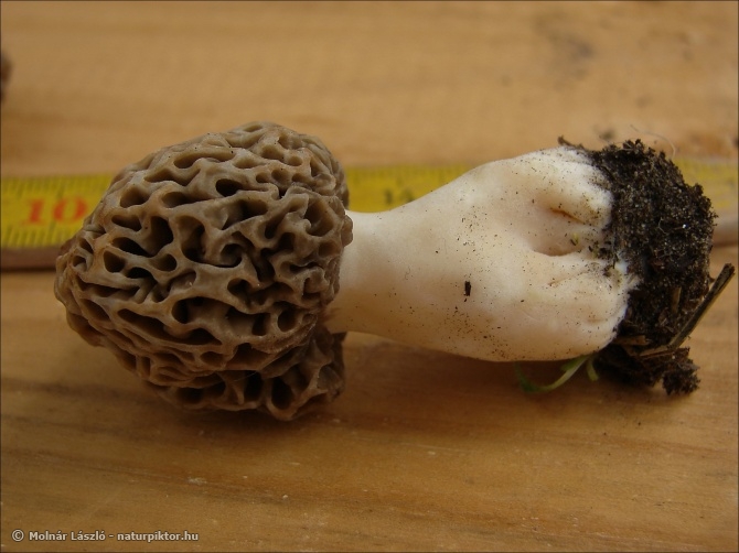 Morchella esculenta (ízletes kucsmagomba) Morchella esculenta (ízletes kucsmagomba)