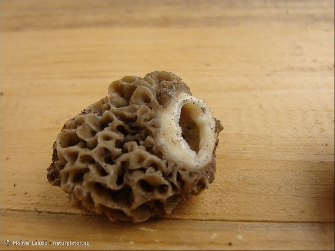 Morchella esculenta (ízletes kucsmagomba) Morchella esculenta (ízletes kucsmagomba)