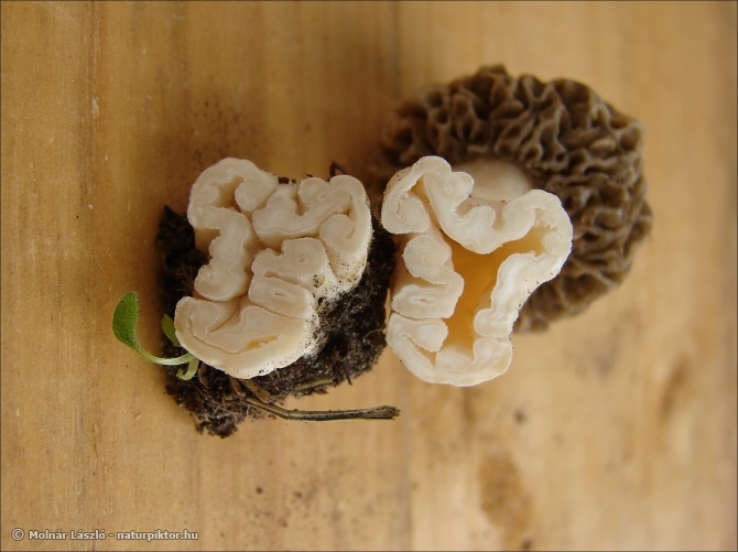 Morchella esculenta (ízletes kucsmagomba) Morchella esculenta (ízletes kucsmagomba)