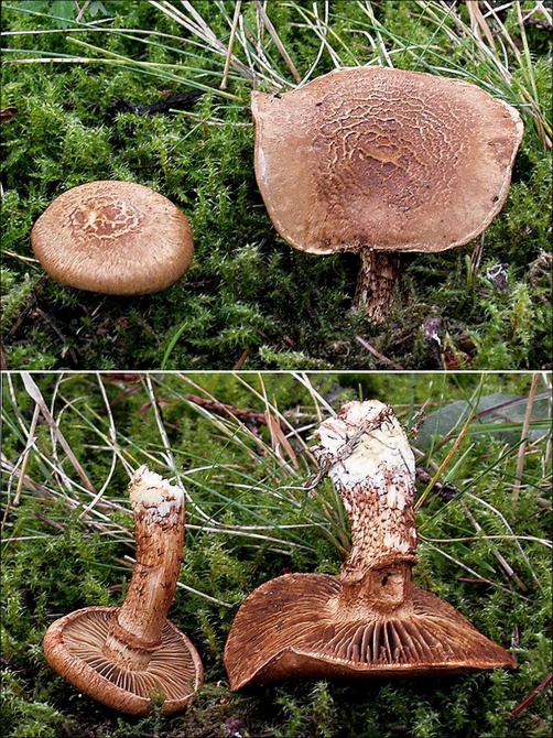 Tricholoma focale (galléros pereszke) Tricholoma focale (galléros pereszke)