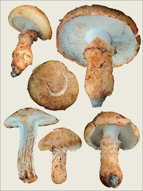 Tricholoma focale. (galléros pereszke) Tricholoma focale. (galléros pereszke)